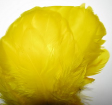 ������� ���� Hen feathers  ������